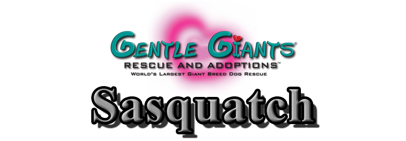 Greyhounds at Gentle Giants Rescue and Adoptions